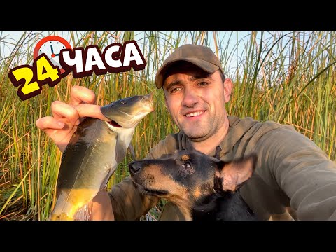 24-Часа на болоте. Расчистил место в камышах Афигел сколько здесь карпа