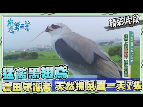 台灣第一等【猛禽黑翅鳶最佳捕鼠器 一天 7 隻成農田最佳守護者（棲架自動相機／剝食繭觀察）】_499集精選版