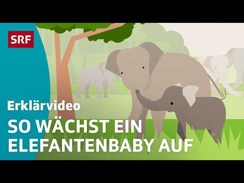 Die ersten Schritte eines Elefantenbabys – einfach erklärt | Kindervideos | SRF Kids