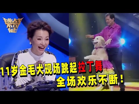 11岁金毛犬跳拉丁俘获全场 一个空中动作让董卿尖叫！| 挑战不可能 Impossible Challenge