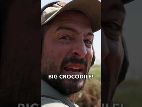 Hunting The Most Ancient Predator in The World: The Crocodile #hunting #wildlife #shorts