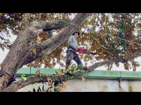 Cưa cây vú sửa mica nghiêng vào nhà , Nhiều dây điện . Cưa cây kỷ thuật cao