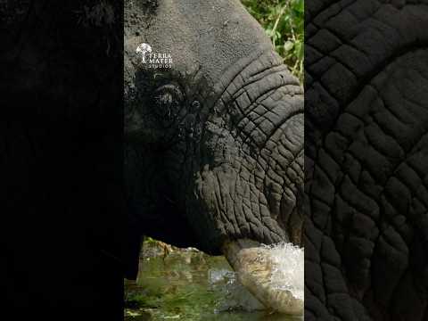 This Elephant Loves River Baths in The Nile