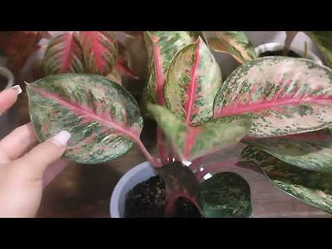 моя коллекция аглашек, Разберём все подробно об их содержание.