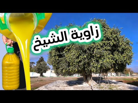 أجي تشوف الزيتون عندو اكثر 150 سنة من زاوية الشيخ إقليم بني ملال 21/12/2025 #اكسبلور