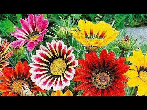 ГАЦАНИЮ ВСЕГДА СЕЮ ТОЛЬКО ТАК, проверенный способ, 100 % всхожесть семян