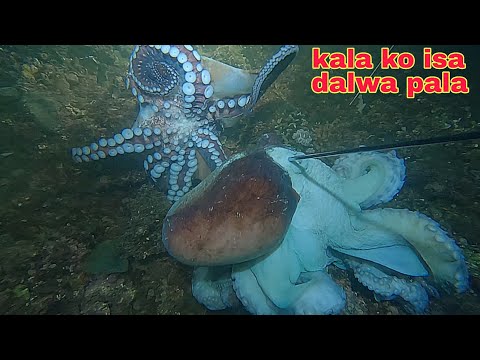 ep 633 Dive2 malaking pugita kala ko isa dalwa pala