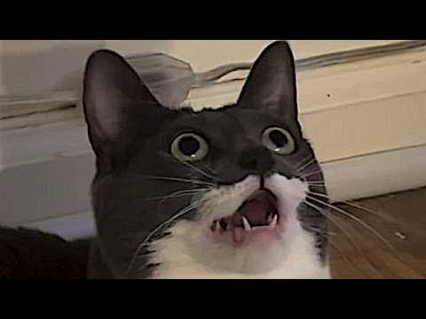 Default cat settings