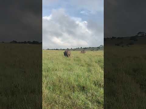 White rhinos on a beautiful morning #wildlife #shorts