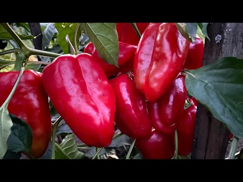 ОГРОМНЫЙ УРОЖАЙ ПЕРЦА В АВГУСТЕ, ВЕСЬ СОЗРЕЛ! ЧЕМ ПОДКОРМИТЬ ДЛЯ ТАКОГО РЕЗУЛЬТАТА!