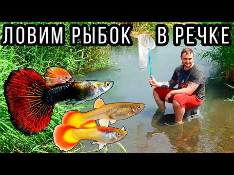 GuppyBach! Catching Guppy aquarium fish in a regular river! guppy bach