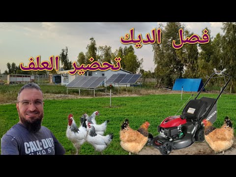 طريقة زيادة التخصيب في بيض الدجاج🥚تحضير علف للدجاج بالبيض والخبز الجاف🫓🥚أفضل طريقة لحصاد الجت☘️(89)
