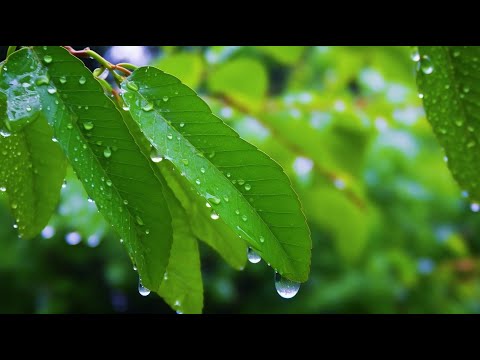 편안한 마음을 위한 부드러운 명상음악 🎵 감정 안정·불면증 완화·힐링 사운드