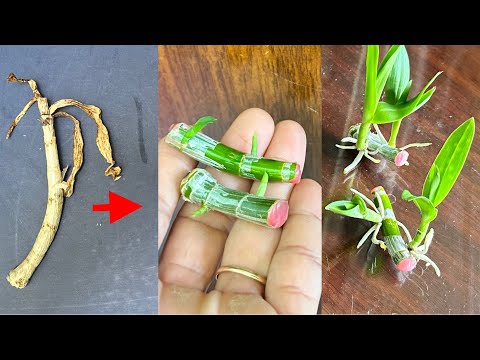 Biết Được Bí Mật Này Thì Loài Hoa Lan Nào Bạn Cũng Nhân Giống Dễ Dàng