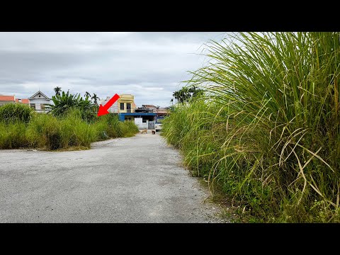 Shocked! No One Cares Weeds Growing in The Middle Of The Path   Sidewalk Abandoned Smell and Dangers