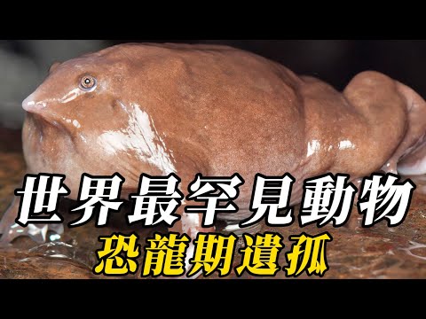 全世界最罕見的10種動物，以腐物爲食，竟能存活100年！第壹名百年壹遇，竟跟恐龍是同期生物！#动物 #animals #知识渊博 #科普 #野生动物 #百科密码