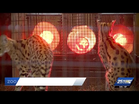 DOJ releases millions of Epstein files, revealing new insights