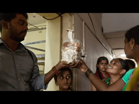 The Fungi That Fight Smog