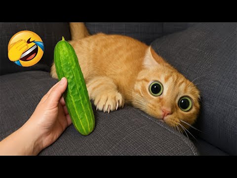 You Laugh You Lose π
Best Funny Cats and Dogs Videos πΉπΆ Part 12