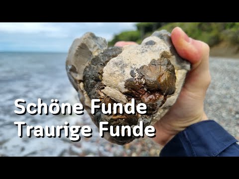 Schöne Funde, traurige Funde - Fossilien suchen an der Ostsee