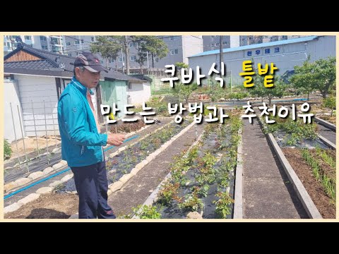 쿠바식 틀밭(텃밭)을 강력하게 추천하는 이유 / 과정과 장점 소개