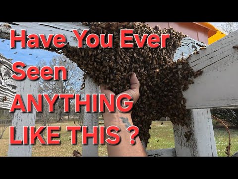 I Caught 20,000+  BEES  By Doing This One Thing ?