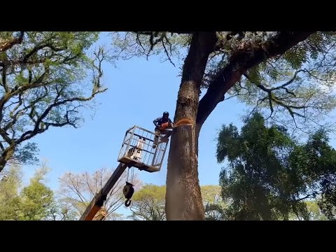 🌳 INSANE Tree Cutting Using Crane! 🚜🪚 | Most Satisfying Tree Removal You’ll See Today 🔥
