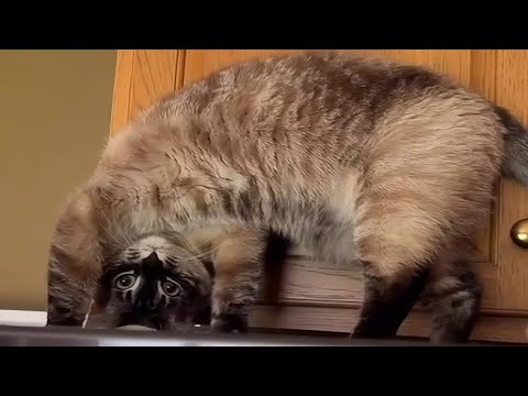 CATS: Totally Bonkers and Weirdly Unpredictable