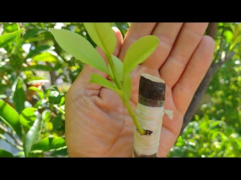 innesto limone 🍋 a Gemma