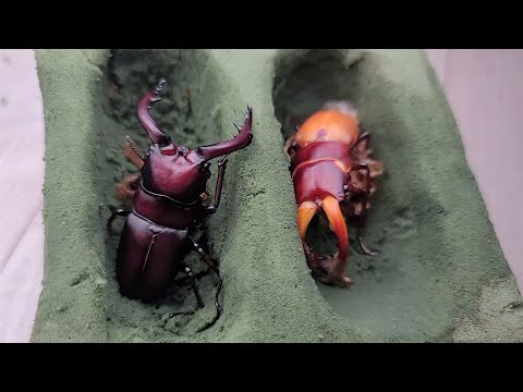 제가 수십년간 여기에 미쳐 있던 이유가 있습니다..보시면 압니다!!