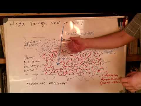 Leather Tanning: All Methods Compared (Historic and Modern, How it All Works!)