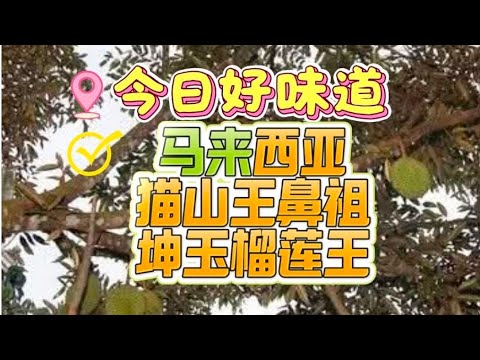 馬來西亞聞名全球的(貓山榴蓮王)品種源自於(坤玉王)也稱之為(黃薑王)是最早的榴蓮鼻祖。
