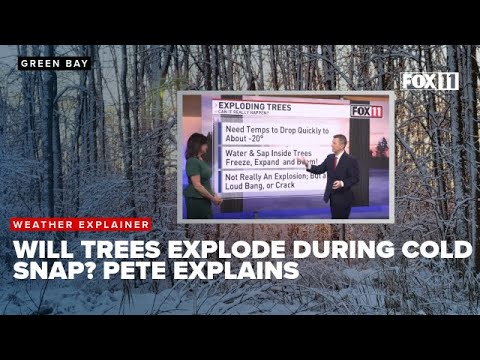 Will trees really explode during the cold snap? Pete explains