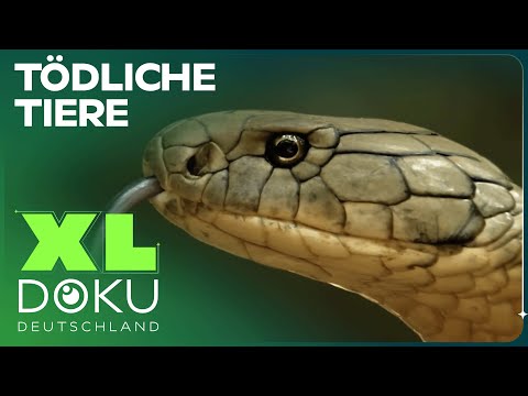 Die giftigsten und tödlichsten Tiere | Wildes Überleben | XL Doku Deutschland