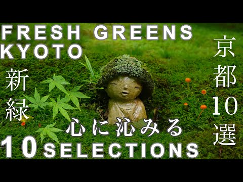 【心に沁みる 新緑 京都10選】Fresh green 10 selections, Kyoto ,JAPAN