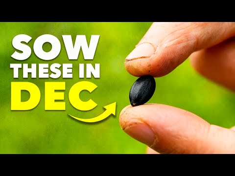 30 Seeds You Must Start Now in December It's Too Late
