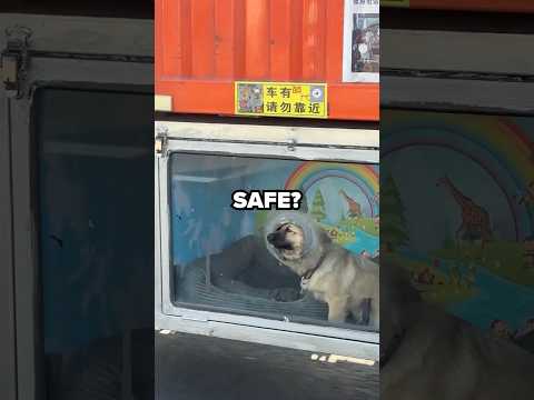 Truck Drivers With PETS?! #shorts