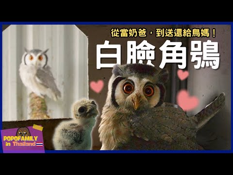 貓頭鷹寶寶零距離照顧！超萌母子初見面！白臉角鴞雛鳥送還日記 | 波氏家族 popofamily