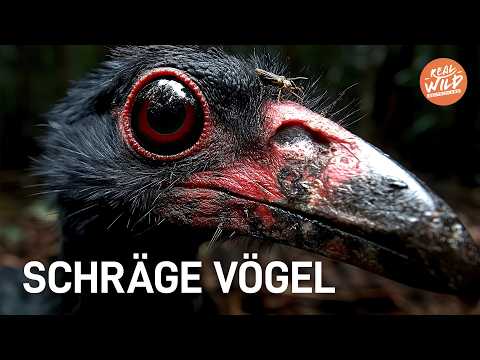 Verwandte der DINOS: Die faszinierende Welt der Vögel