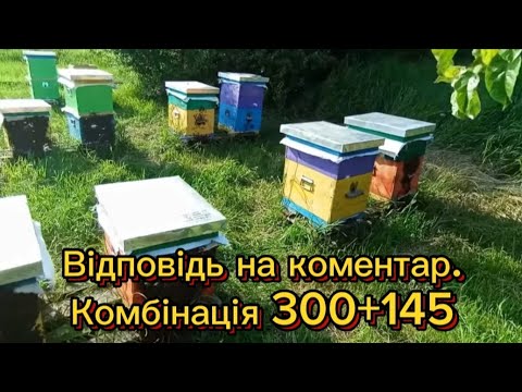 Keeping bee colonies in hives 300+145.