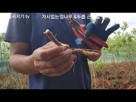 This is how to produce seedlings / Thornless aralia / Rooting method of aralia