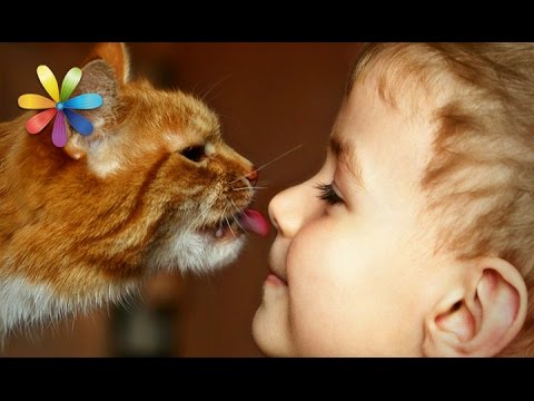 Как выбрать ласкового кота для ребенка? Топ-3 пород! – Все буде добре. Выпуск 815 от 25.05.16