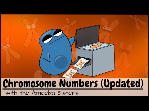 Chromosome Numbers Before and After Mitosis and Meiosis (UPDATED)