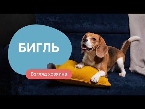 Бигль: все о породе, плюсы и минусы — шоу «Ожидание/реальность»