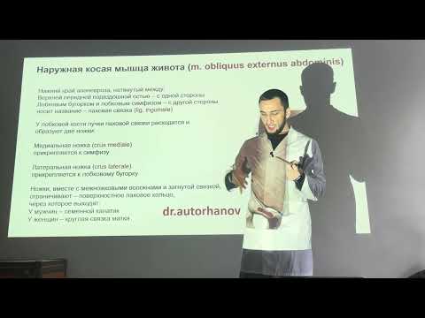 АНАТОМИЯ МЫШЦ ЖИВОТА, МЫШЦЫ ЖИВОТА, ПАХОВЫЙ КАНАЛ