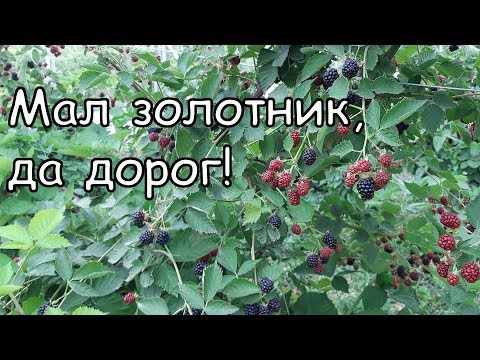 Ежевика Лох Тей. Рассмотрим все плюсы и минусы