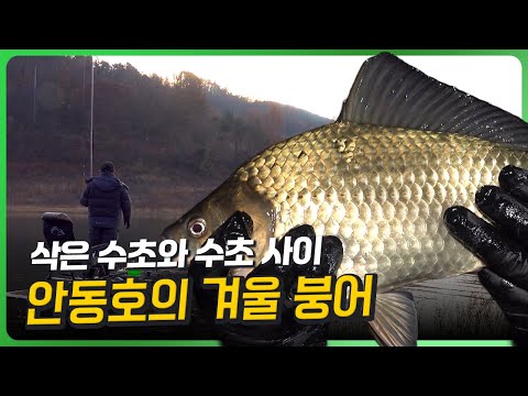 안동호의 겨울 붕어 [수초와수초사이 38회]