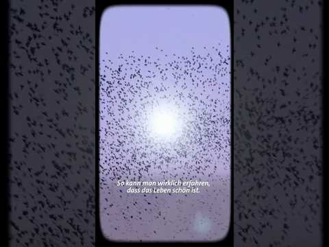 Psychedelika gegen Sucht? Mehr dazu in unserer Doku auf @swrwissen