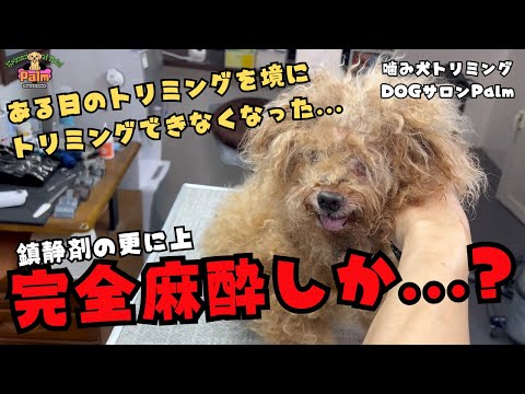 初来店！！鎮静剤でもお顔周りがカットできないトイプードルの噛み犬トリミング！！
