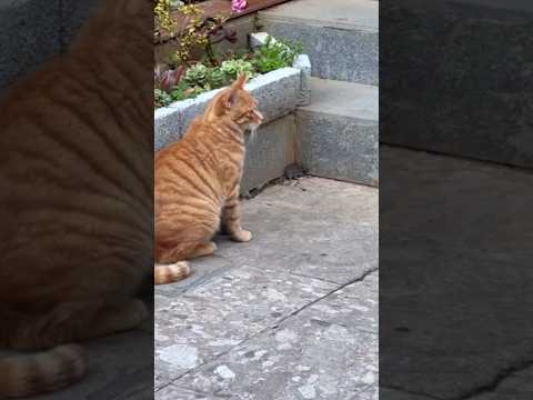 Funniest Cats and Dogs Videos🐶🐱 2025 Try Not To Laugh😜 #cat  #funnycats #funnydogs #dog